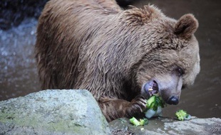 Un ours brun photographié le 23 juillet 2013 au zoo de La Flèche