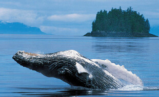 Baleine a bosse bondissant hors de l'eau le long des cotes de l'Alaska (illustration).