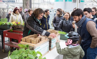 Distribution gratuite de graines de fleurs et de plantes potagères à Paris.