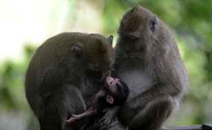 Des singes Macaca fascicularis en Indonésie. Illustration