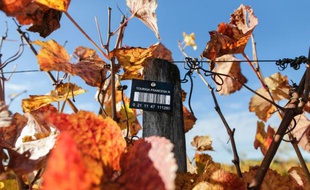 Une vigne expérimentale à Villenave-d'Ornon le 6 novembre 2015
