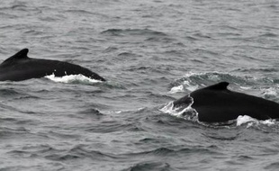 Vingt-deux baleines, dont cinq seulement ont pu être sauvées, se sont échouées sur une plage de Floride samedi, l'un des trois incidents de ce type au cours du week-end en Amérique du Nord, a-t-on appris dimanche auprès de l'Agence américaine océanographique (NOAA).