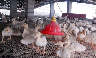 Un élevage de canards en Chine.