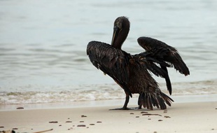 Un pélican touché par la marée noire dans le golfe du Mexique, le 2 juillet 2010.