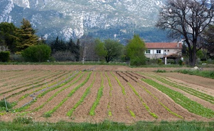 Aubagne le 9 avril 2012 - Illustration sur l'agriculture , la secheresse et l'irrigation