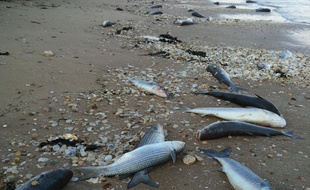 Poissons morts retrouvés le 5 juin 2015 sur la plage de la réserve de Moëze-Oléron