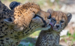 Un bébé guépard de Sigean et sa mère
