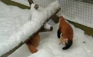 Capture d'écran des pandas roux de New York.