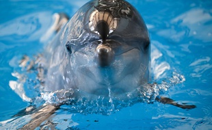 Un dauphin. (Illustration)