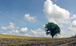 Le peuplier a été victime de sa popularité.