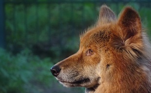Un dingo australien. Illustration.