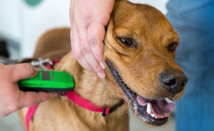 Un chien se fait poser une puce électronique (image d'illustration).