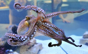 Les céphalopodes dont le poulpe, ici au musée d'histoire naturelle de Karlsruhe le 24 avril 2014, profittent du réchauffement climatique pour se multiplier à l'état naturel