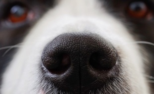 Lorraine: La SPA vient en aide à neuf chiens gardés dans des conditions déplorables par leur propriétaire