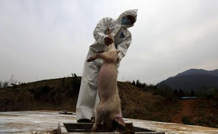 Des milliers de cochons morts ont été repêchés dans un fleuve de Shanghai, en mars 2013.