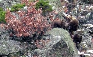 L'ourse Caramellita et ses trois oursons dans les Pyrénées catalanes, en janvier 2016.