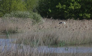 Les marais de la Brenne.