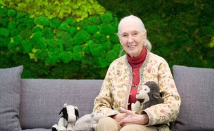Jane Goodall donnera une conférence à Bordeaux, ce samedi.