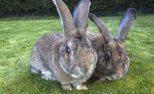 Lapins