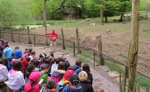 Comment s'occuper pendant les vacances scolaires (Illustration au parc animalier de Sainte-Croix)
