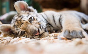 Tigre