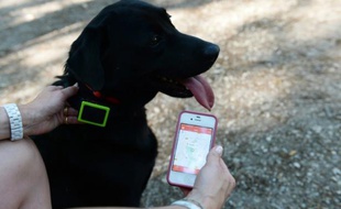 Une femme tient son smartphone près de son chien muni d'un collier GPS, à La Celle-Saint-Cloud (Yvelines), le 1er juillet 2015