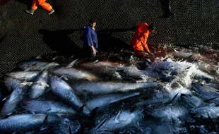 Une grande majorité des conserves de thon vendues en France sont le produit d'une pêche non durable, soit parce que les espèces sont surexploitées, soit en raison de technique de pêche destructrice