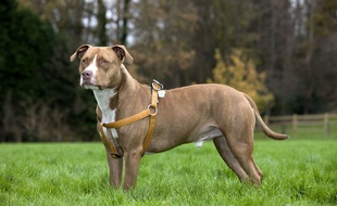 Un American Staffordshire Terrier (Illustration).