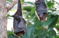 Ses vacances lui ont coûté 18.000 euros à cause… d’une chauve-souris