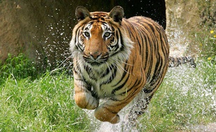 Lorraine: Une course à travers le zoo d'Amnéville pour sauver des tigres (Illustration)