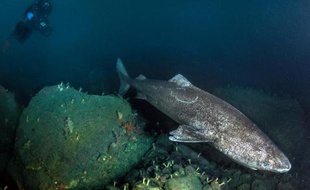 Photo transmise par "Under the pôle II" le 4 decembre 2014 d'un requin au Groenland prise en novembre 2014