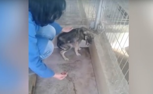 Capture de la vidéo postée par Amo a los Animales