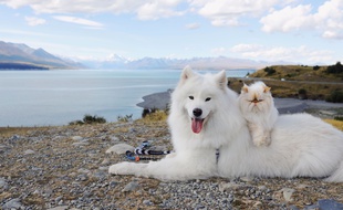 Un chien et un chat (illustration).