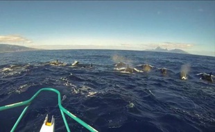 Une douzaine dorques ont nagé autour dun bateau de pêche pendant une dizaine de minutes, dimanche au nord de Tahiti, a rapporté un habitant qui a remis à un journaliste de lAFP un film de la scène qu'il avait tourné