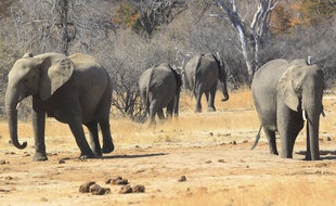 Des éléphants