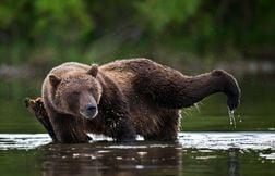 Un grizzli charge la mascotte d’une équipe de hockey sur glace en Alaska