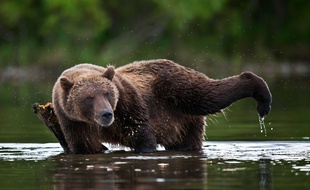 Un grizzli s'étire et se gratte contre une branche en Sibérie