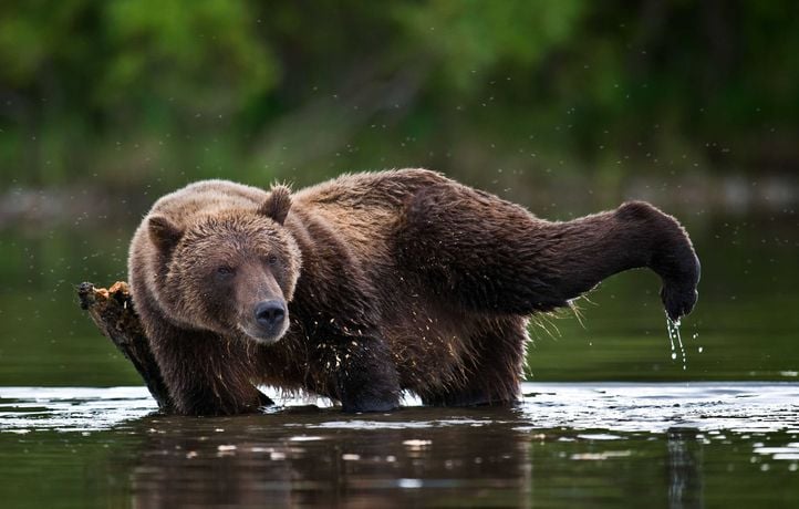 Un grizzli charge la mascotte d’une équipe de hockey sur glace en Alaska
