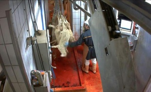 Vidéo de maltraitances dans un abattoir basque
