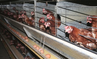 Des poules pondeuses en batterie (illustration).