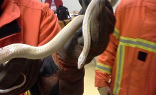 Le python découvert par les pompiers
