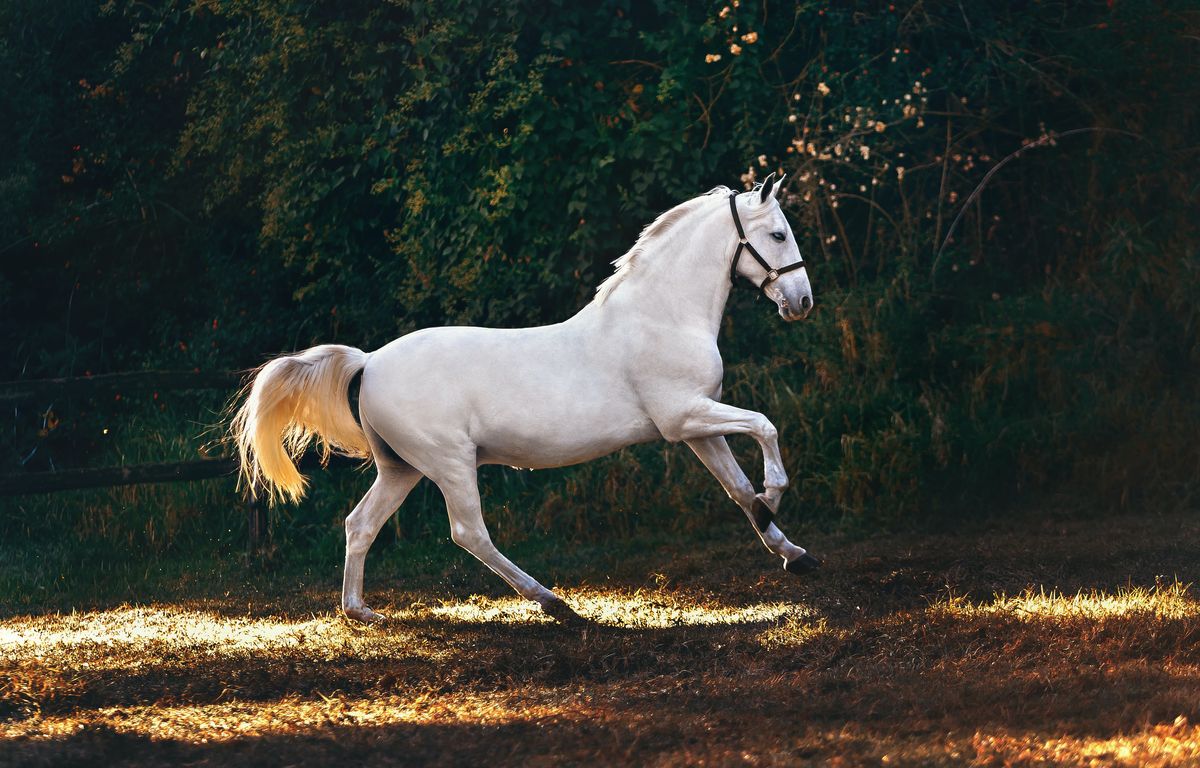 Cheval Blanc