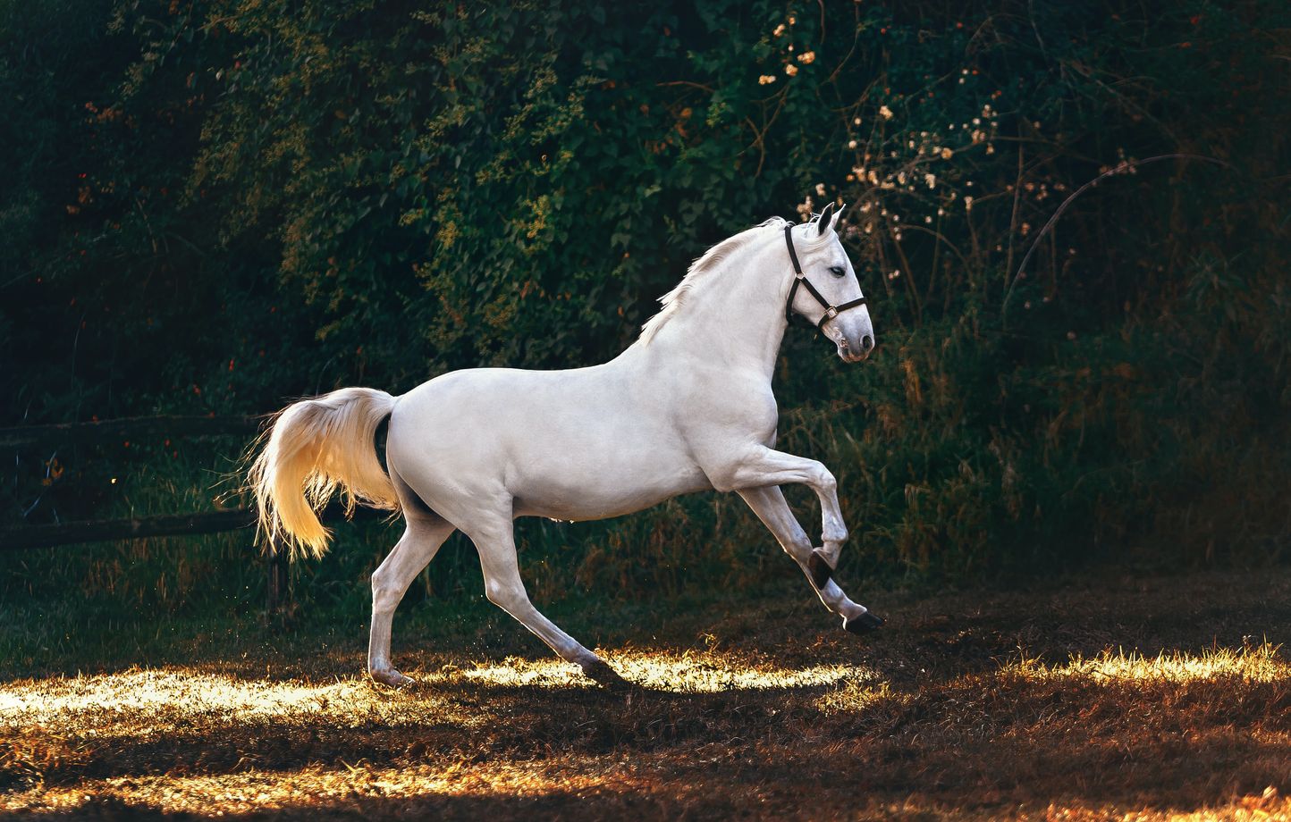 De quelle couleur etait le cheval blanc d Henri IV