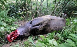 Qu'ont en commun une corne de rhinocéros, une défense d'éléphant et un aileron de requin ? Ils sont au coeur de trafics tels que ces espèces sont toutes menacées, et occuperont le devant de la scène d'une réunion internationale qui s'ouvre dimanche à Bangkok.