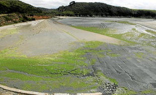 L'hydrogène sulfuré se dégage des algues vertes en décomposition.