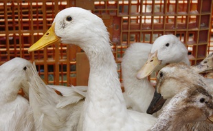 Des canards. Illustration.