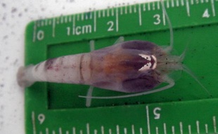 Cette crevette, découverte dans la mer des Caraïbes, vit à des températures proches de 450°C.