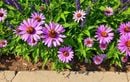 Votre attire peu de pollinisateurs ? Ne ratez pas ces astuces à appliquer dès maintenant pour transformer votre jardin cet été