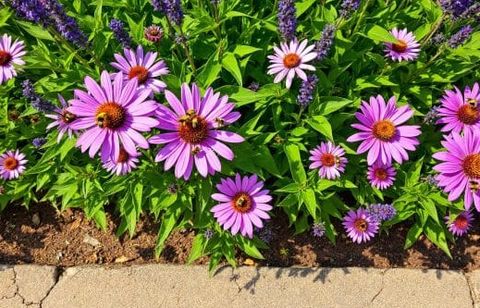 Votre attire peu de pollinisateurs ? Ne ratez pas ces astuces à appliquer dès maintenant pour transformer votre jardin cet été