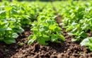 L’astuce naturelle pour protéger vos récoltes des insectes sans aucun pesticide : cette seule plante aromatique